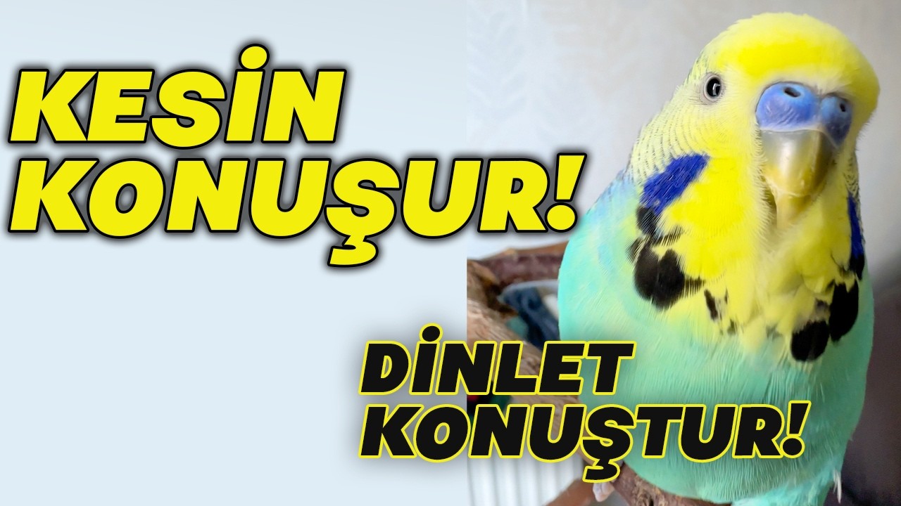 Konuşturma Garantili Muhabbet Kuşu Eğitimi | Cici Kuş ❤️ Aşkım ❤️ Babacık