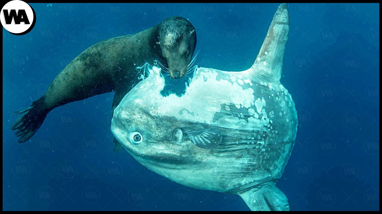 &iquest;Por qu&eacute; los Peces no se Preocupan por su Cuerpo?