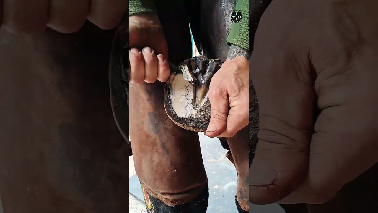 #farrier #horse #hoofcare #hoofcleaning #hoof