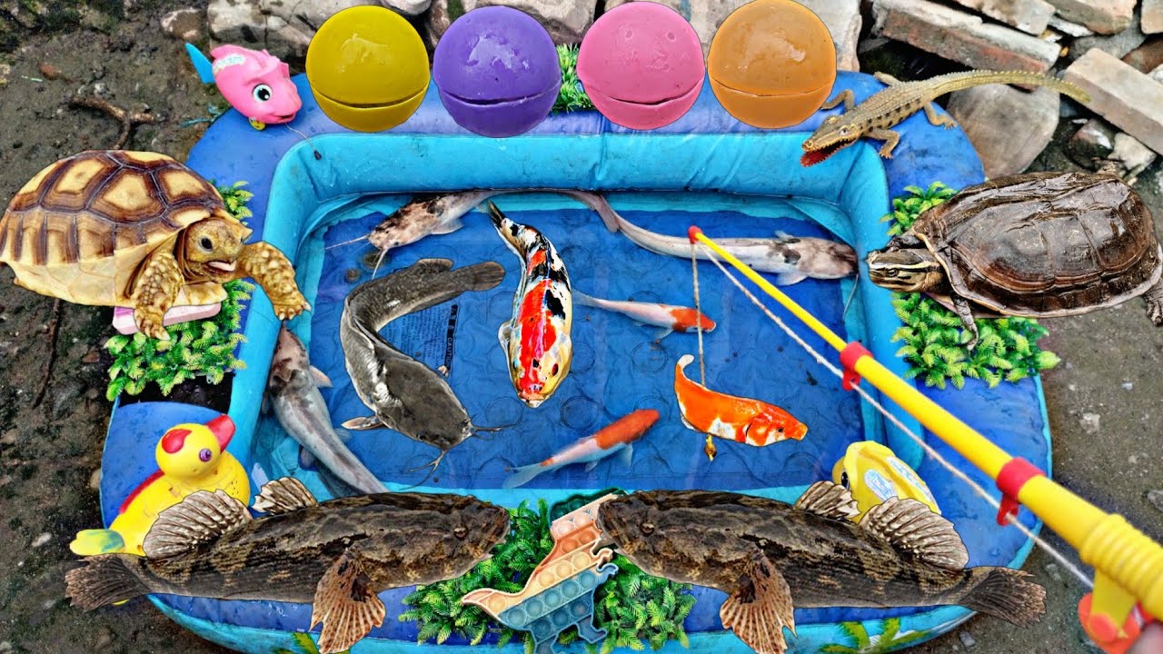Mancing ikan lele besar di dalam kolam, ikan hias, ikan koi, ikan bloso, ikan guppy, kura kura