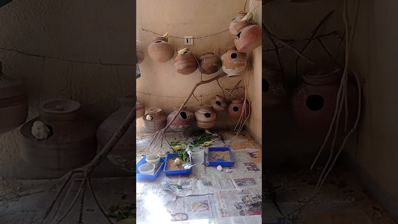 My birds Aviary is live!