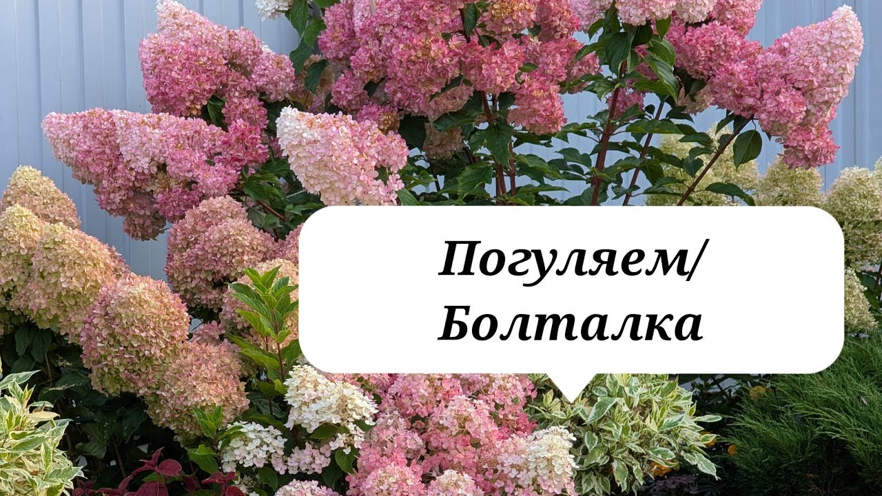 7 сентября 2025 г. Обзор сада/Гортензии/Север Подмосковья 