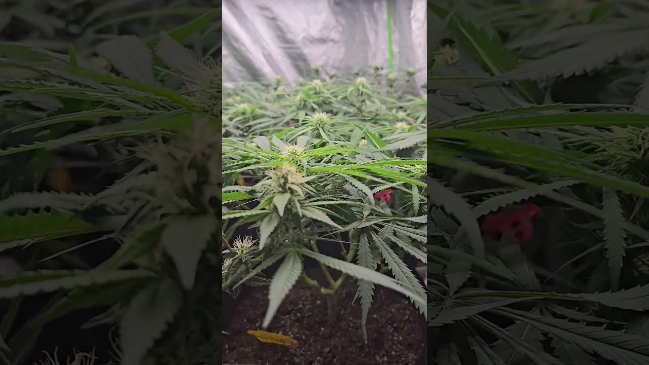 General Organics Grow and Bloom Nutrients for 2nd Hydro Setup
