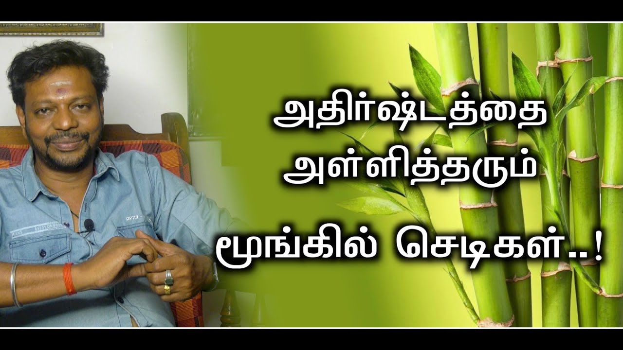 மூங்கில் செடிகளை இந்த அறையில் இப்படி வைத்தால் செல்வ செழிப்பு உண்டாகும்..! 