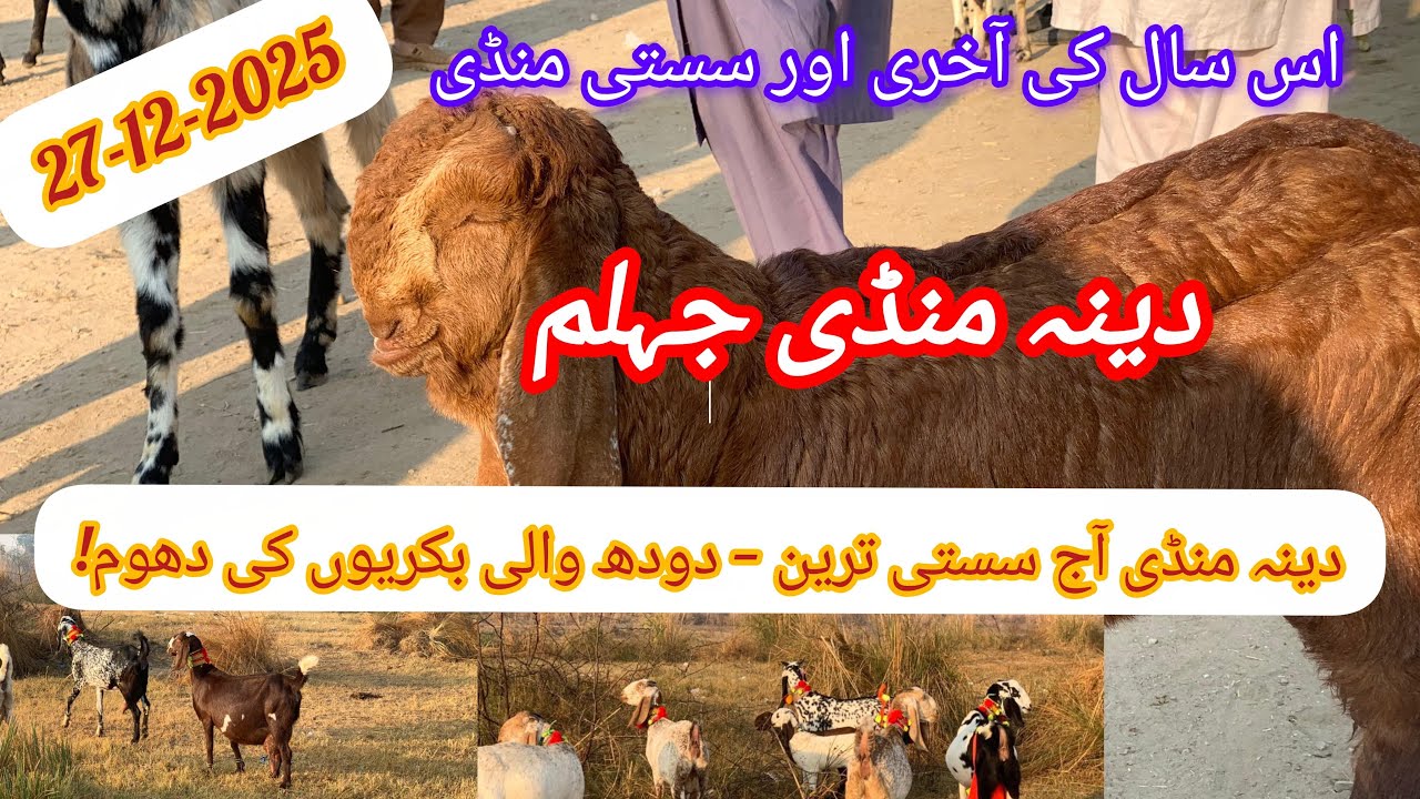 آج کی بڑی اپڈیٹ: دینہ منڈی جہلم میں دودھ والی بکریاں انتہائی سستی | Dina Mandi Jhelum Latest Rates