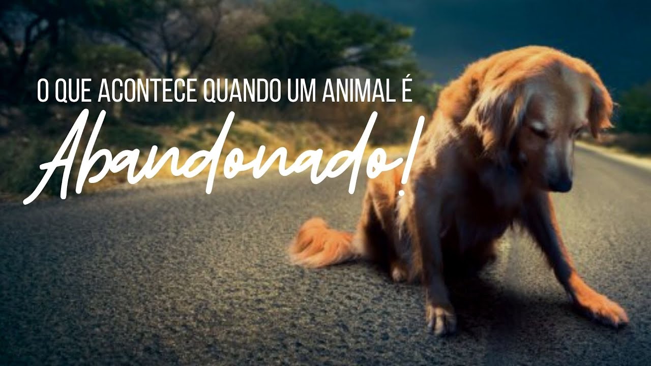 O QUE ACONTECE QUANDO VOCÊ ABANDONA UM ANIMAL!