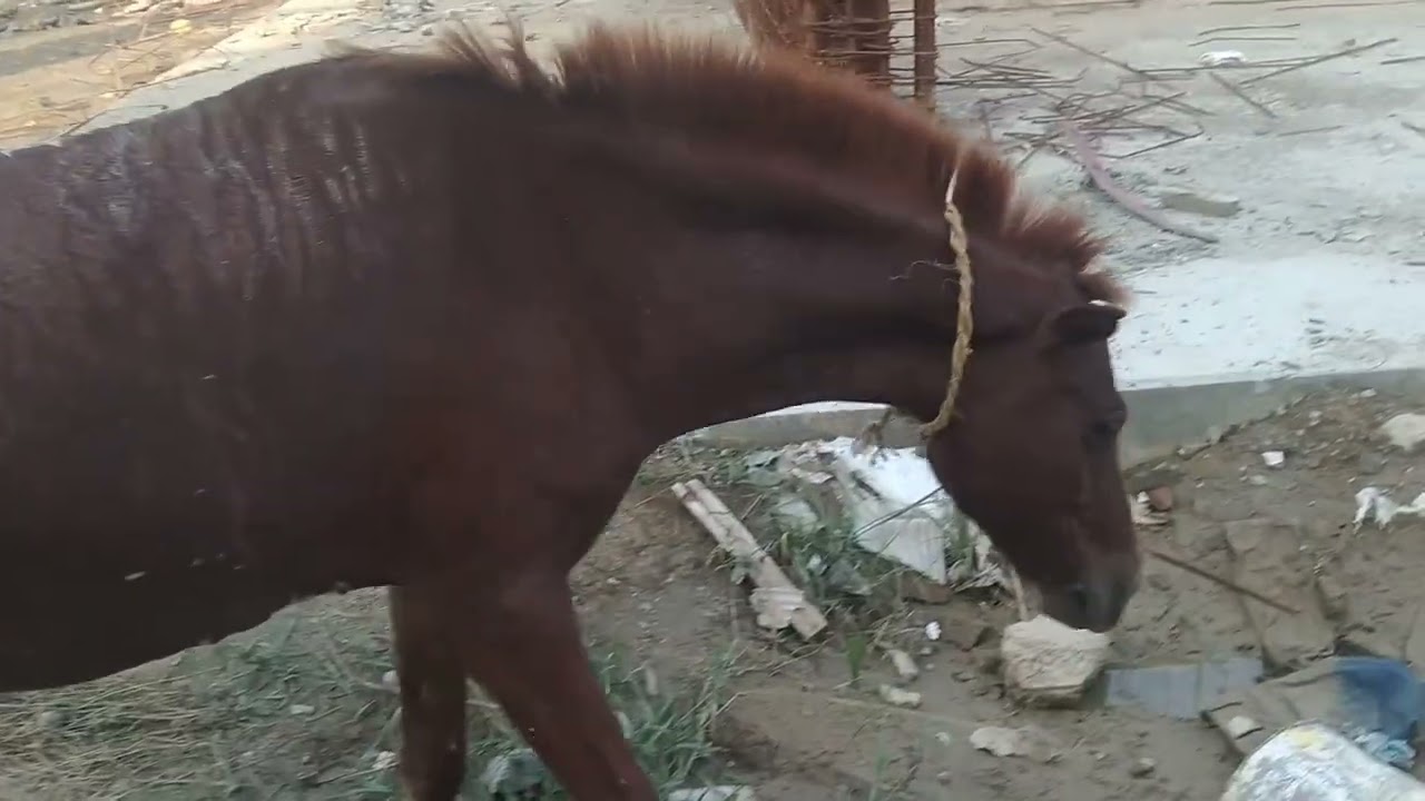 #shorts khachchar Animals