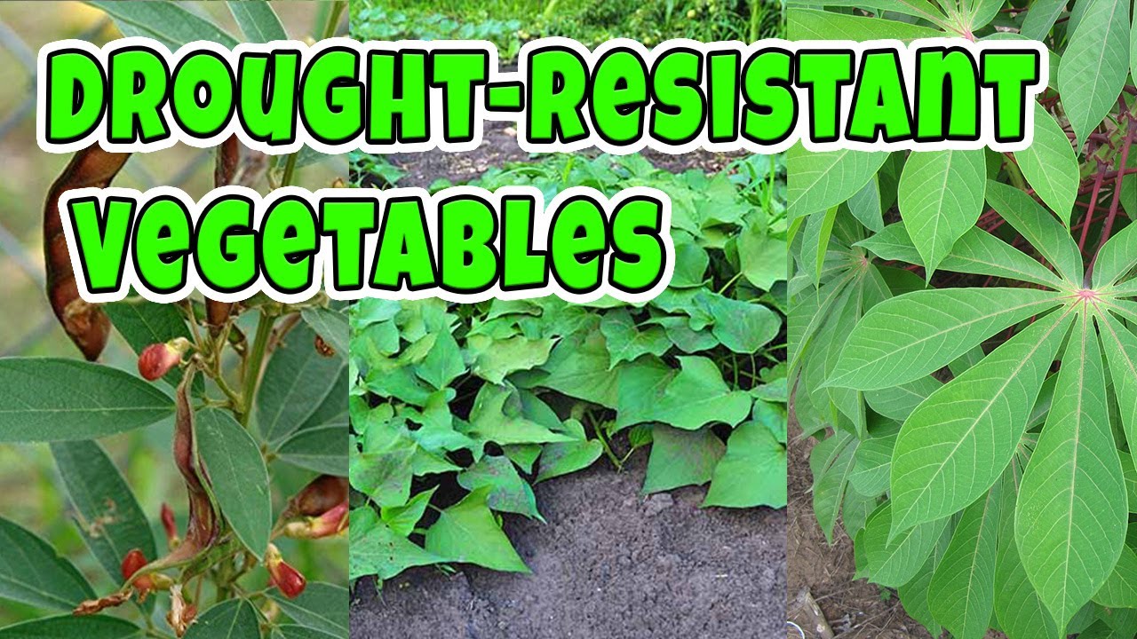 10 Drought resistant Vegetables you can grow