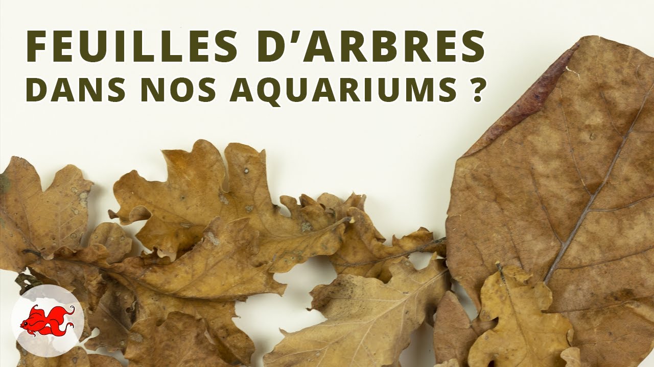 Des feuilles d'arbre dans votre aquarium ?
