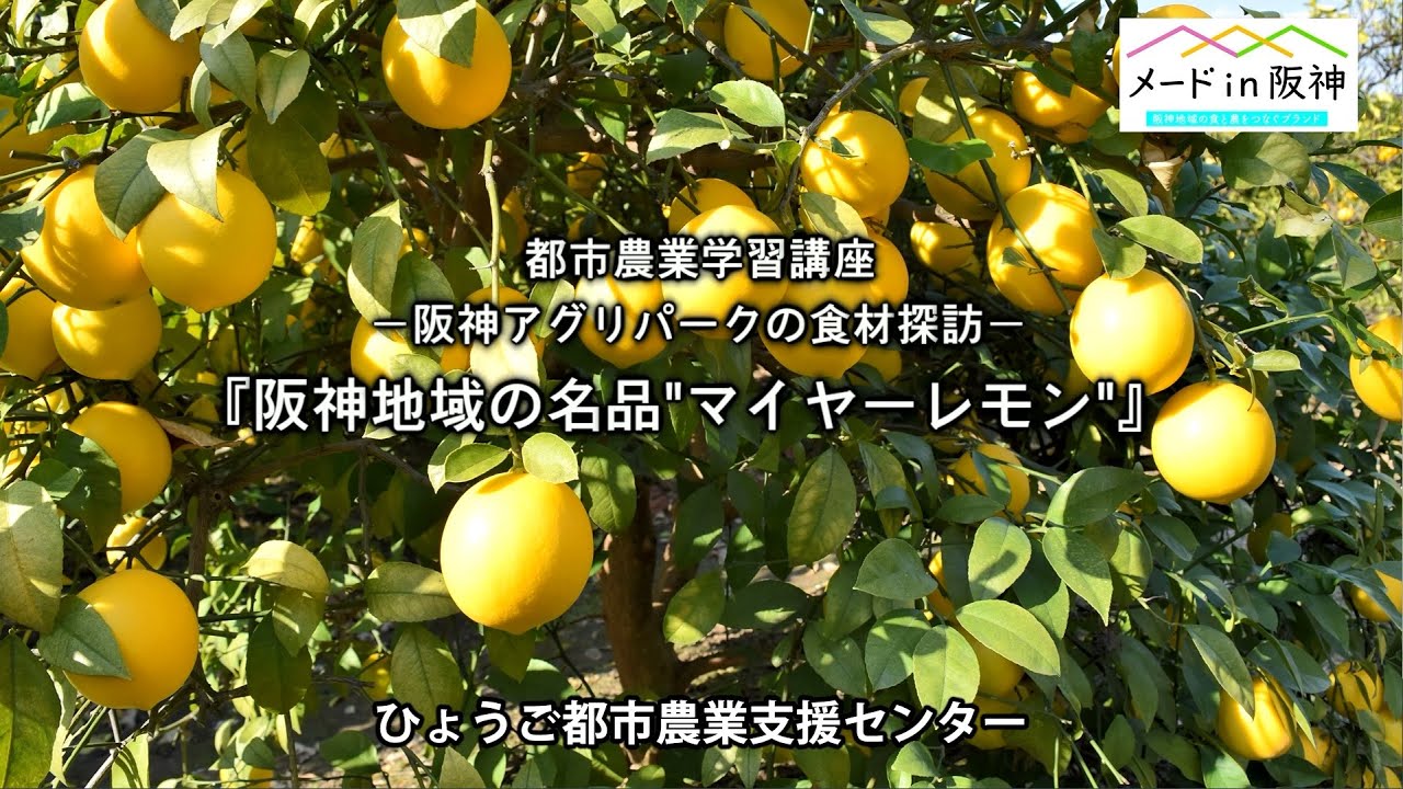 都市農業学習講座　「阪神地域の名品 マイヤーレモン」栽培編