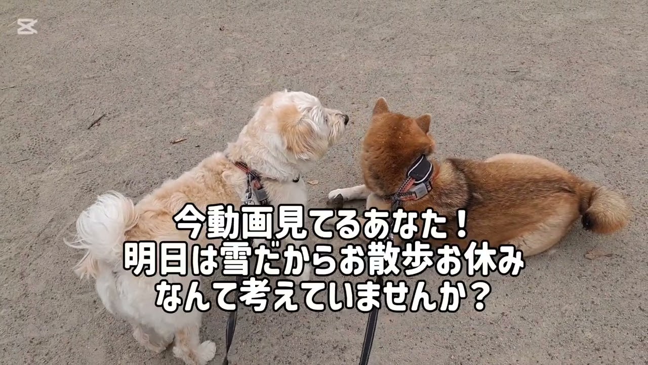 雪の降り始め〜犬はそこまで喜んではないけど😂#柴犬#柴プー#可愛い犬#犬のいる生活