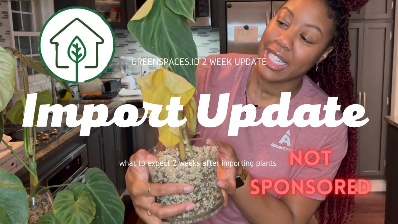 What To Expect Two Weeks After Importing Plants || Greenspaces.id Import Update