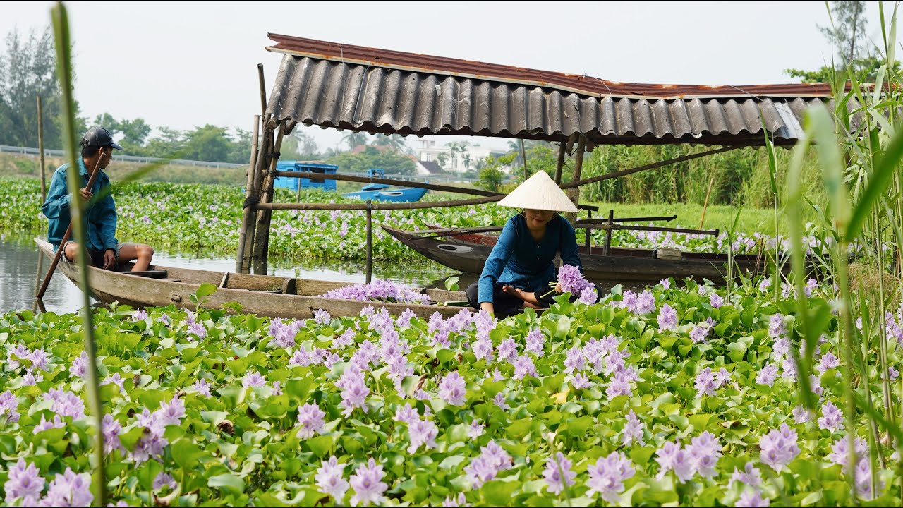 Hái hoa lục bình làm món ăn quê, đan chiếc giỏ lục bình, nấu chè bí đỏ hoa trứng