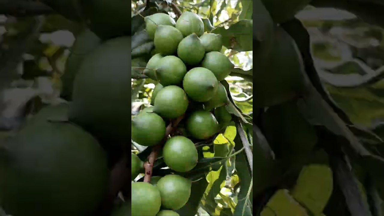 The Nut With a Shell Stronger Than a Walnut! #shorts #plants #farming