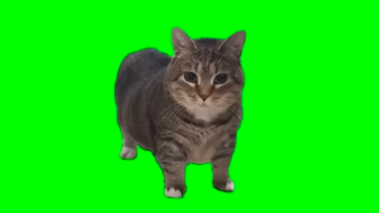 OLLA OLLA (Spinning cat 😺🐈)