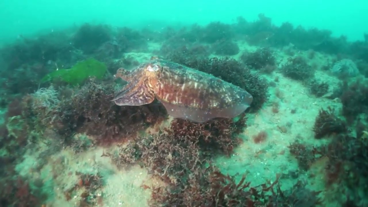 Scuba Diving U.K, Cuttlefish, Eastern Kings/Firestone Bay, Plymouth Sound 120923.