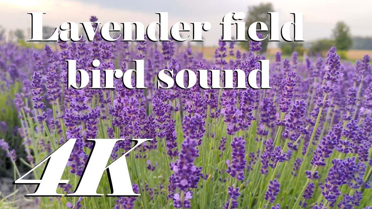 Lavender Flowers for Anxiety and Stress, Nature Therapy with Birdsong, 4K