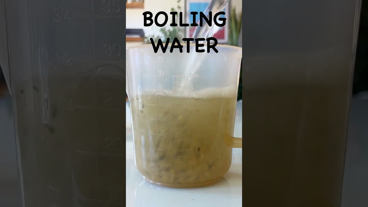 Homemade plant food!
