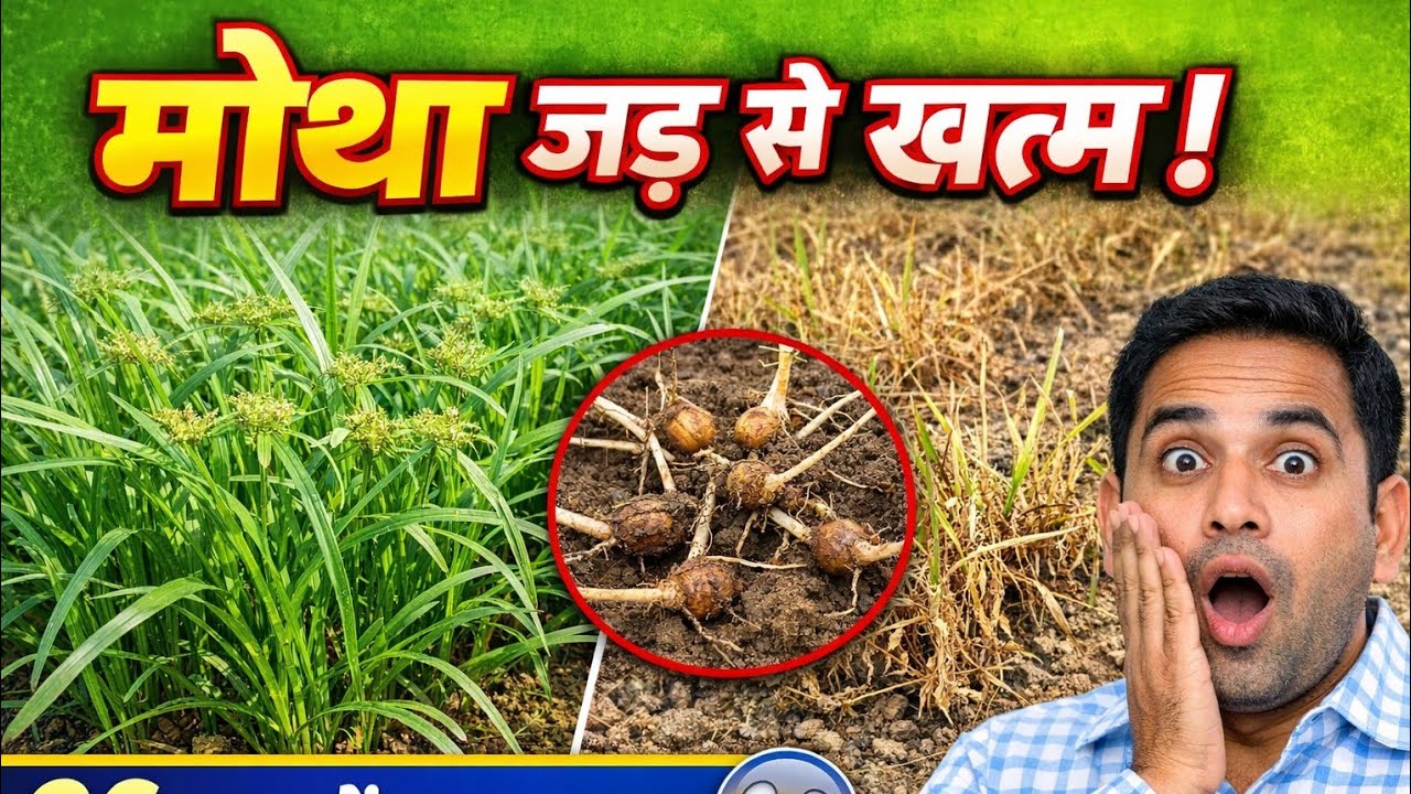 खेत में मोथा खत्म नहीं हो रहा? ये दवा जड़ सुखा देगी! (36 ग्राम प्रति एकड़)#मोथा#HalosulfuronMethyl
