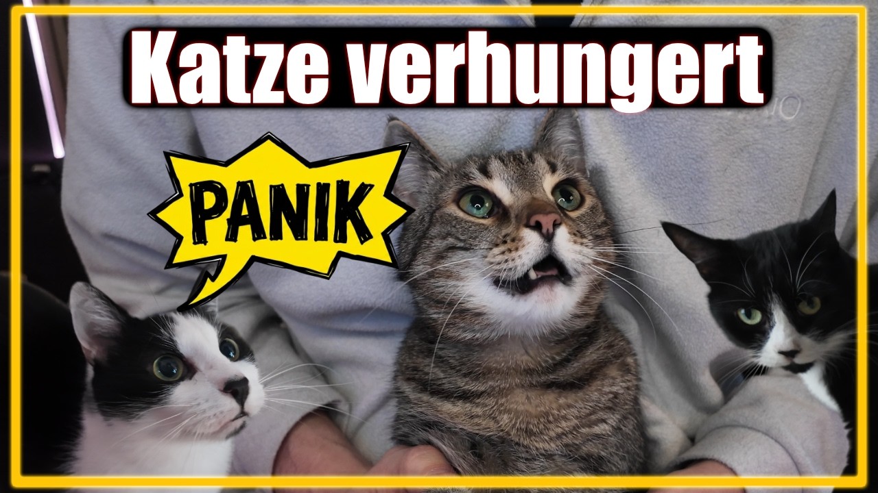 Darum verhungern alle Katzen! 🙀🙏