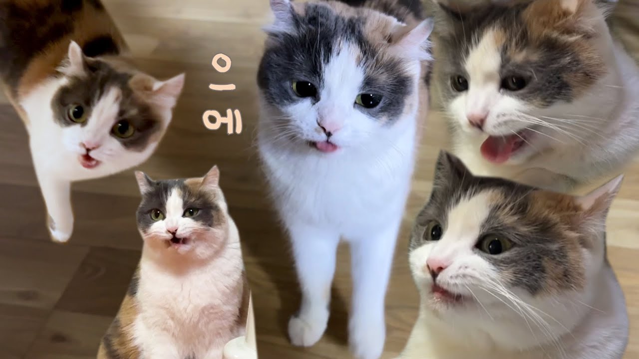 김쫀떡의 헛구역질 [김쫀떡 본가살이]