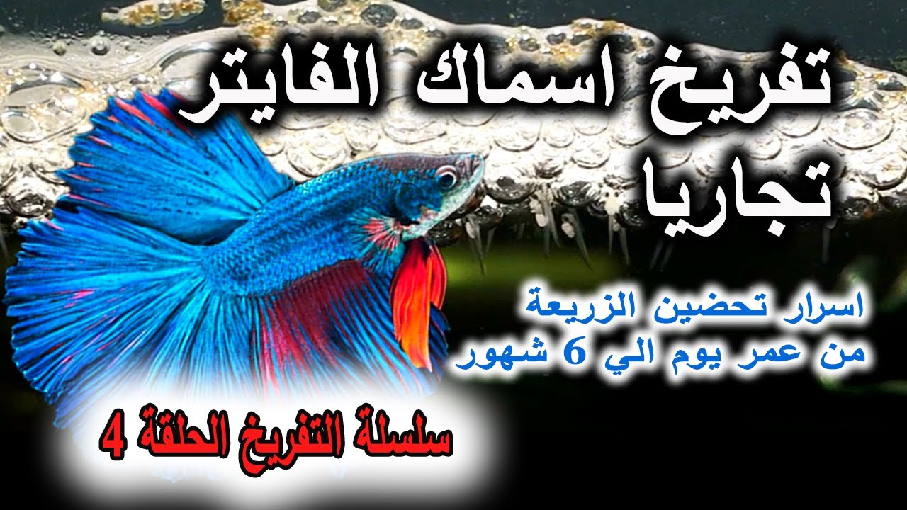 تفريخ اسماك الفايتر تجاريا