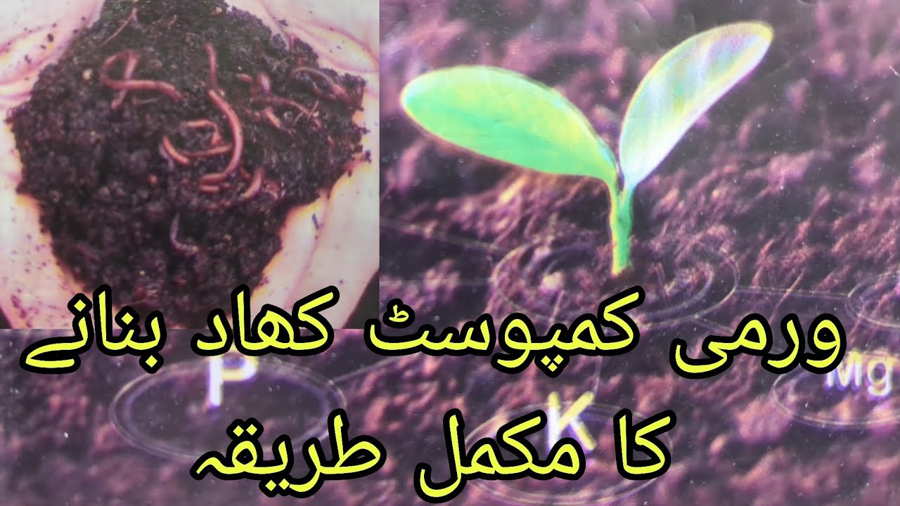  Vermicompst khad banany ka mukamal tareeqa