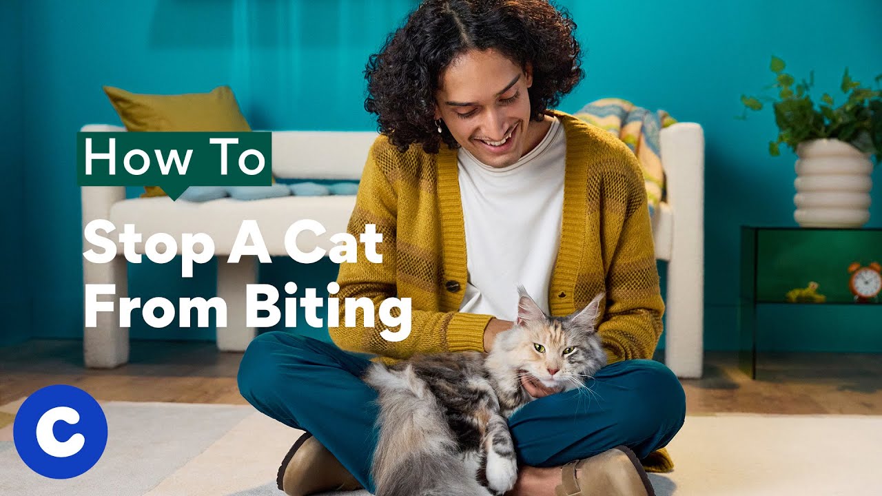 How To Stop A Cat From Biting | Chewtorials