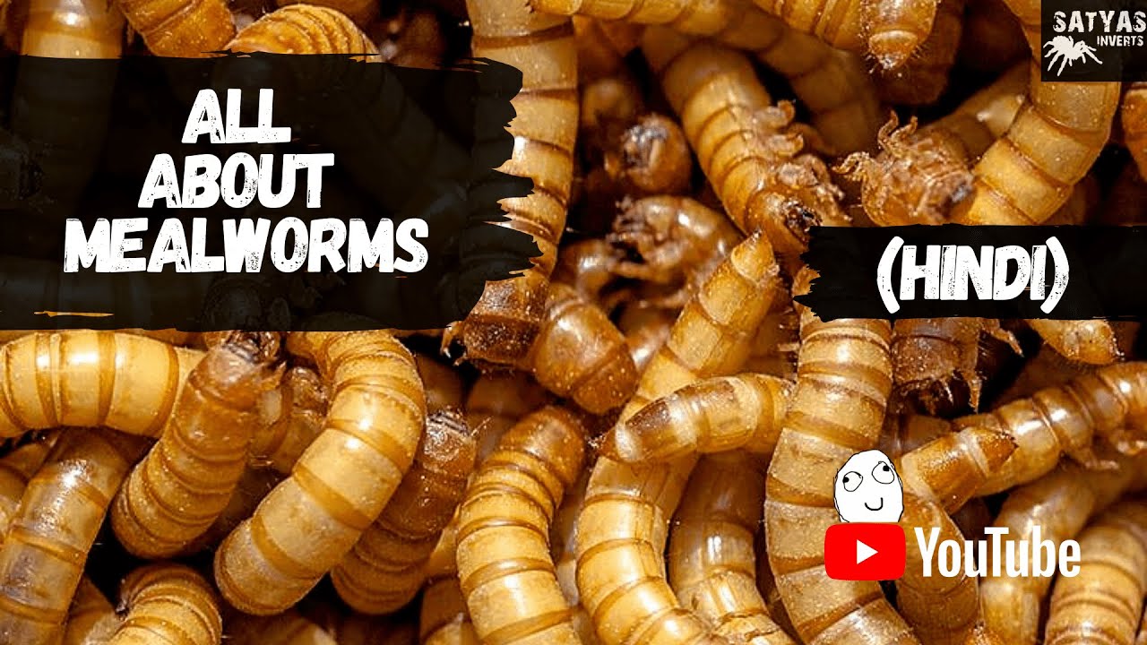 MEALWORM FARMING GUIDE (HINDI)