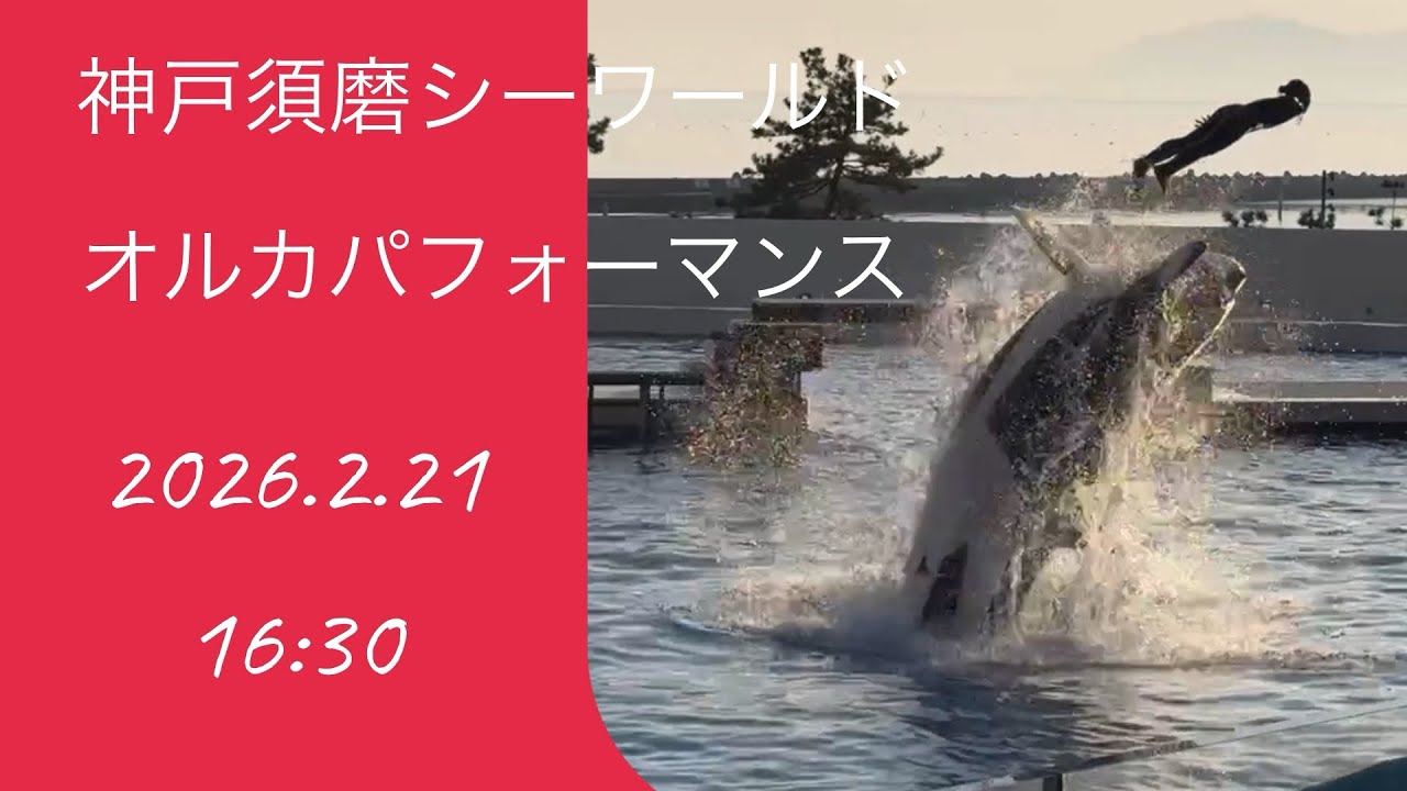 神戸須磨シーワールド　オルカパフォーマンス　2026.2.21 16:30