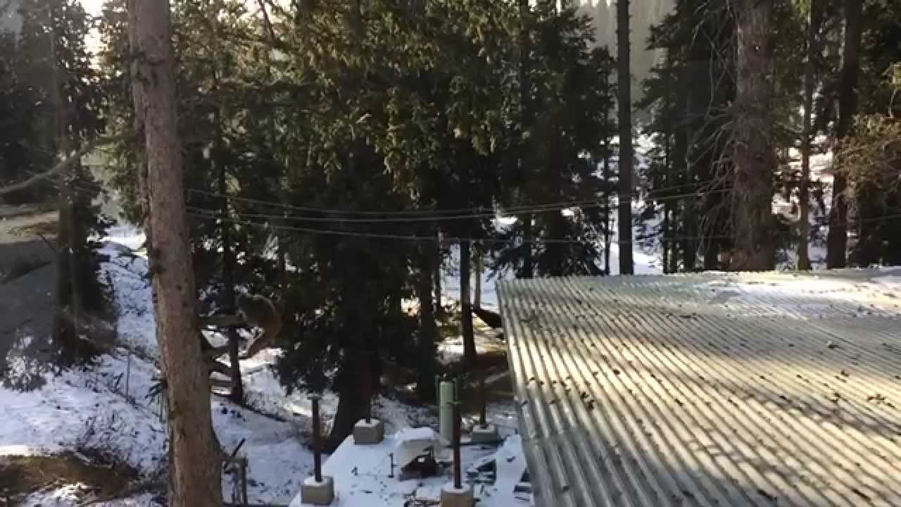 Slow motion video of monkey jumping