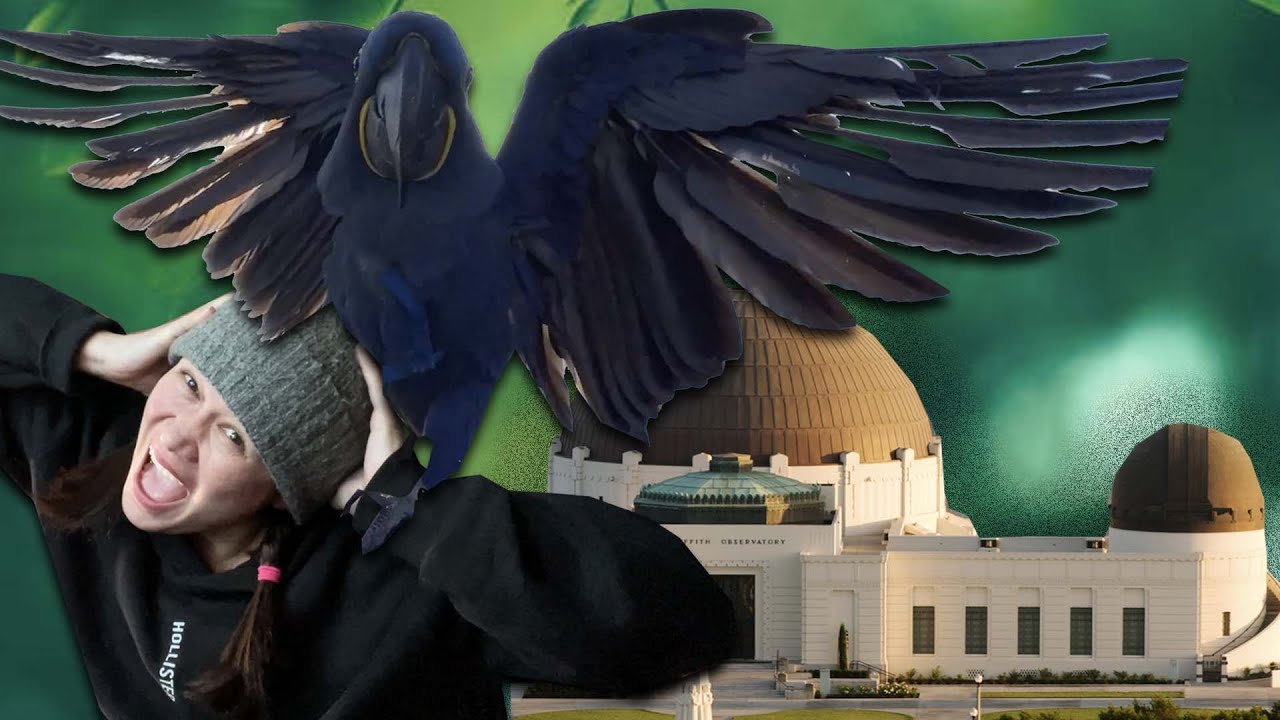 WHEN MY BIRDS ATTACKED ME IN GRIFFITH OBSERVATORY LOS ANGELES!