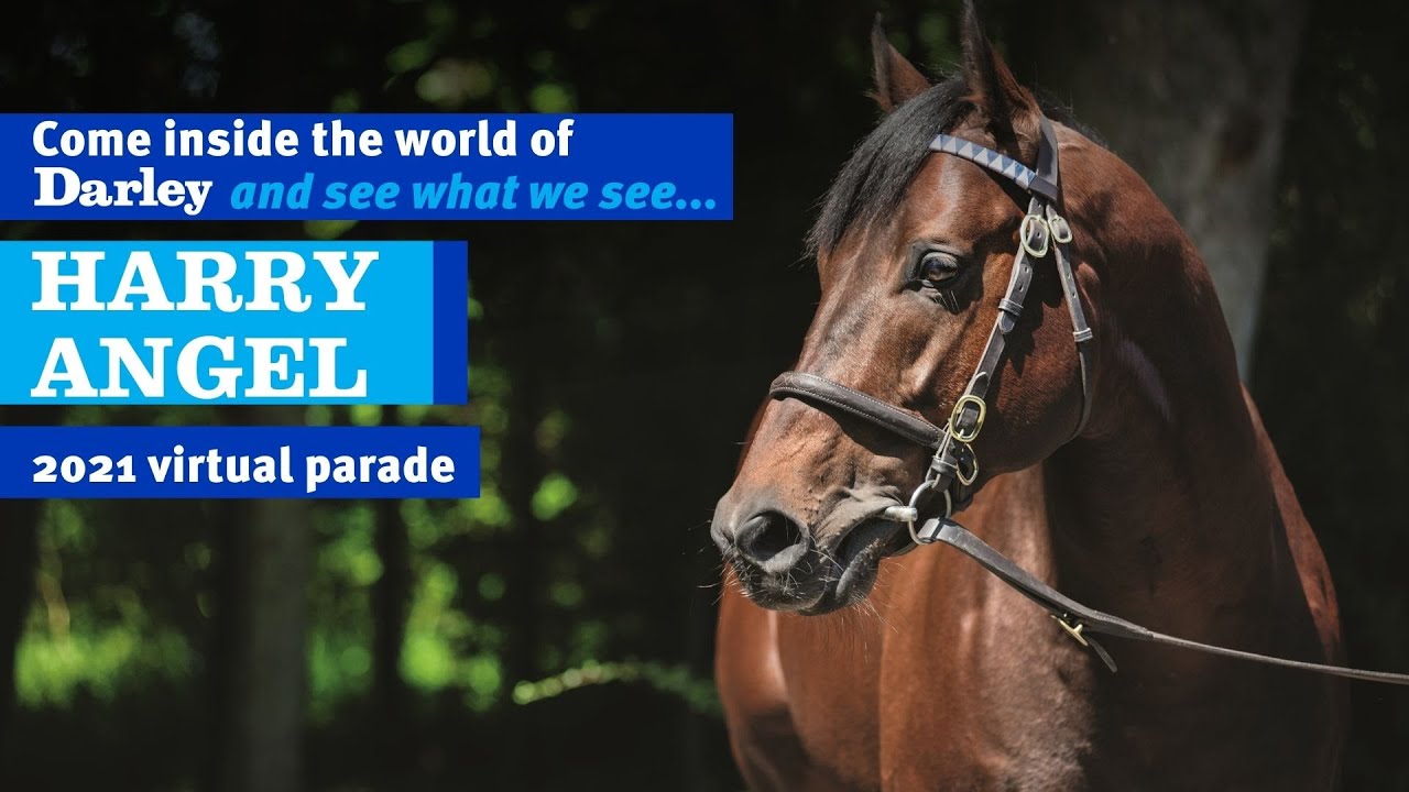 2021 Darley Australia Stallion Parade - Harry Angel