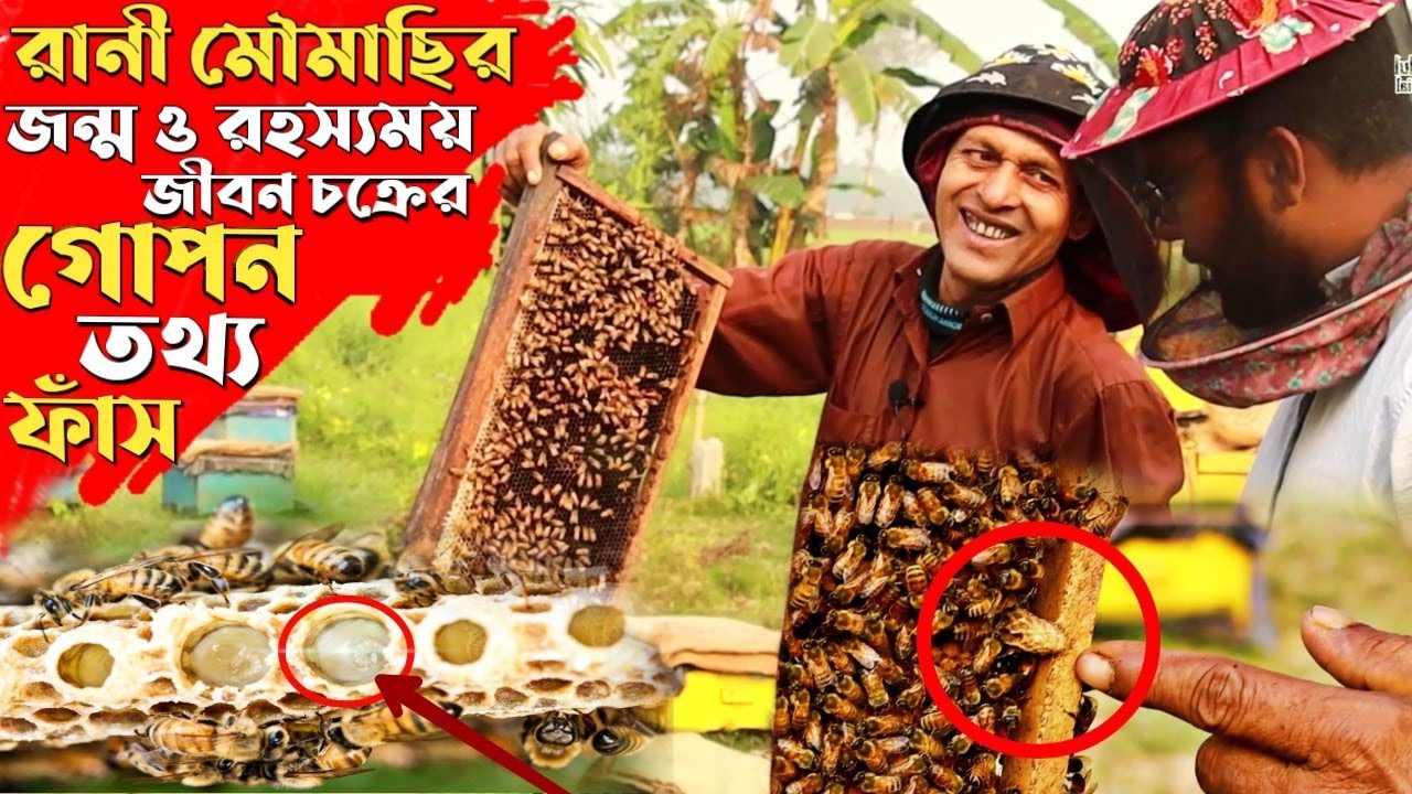 রানী মৌমাছির জন্ম ও রহস্যময় জীবনচক্র | যে খাবার খেয়ে মৌমাছির রানী অমর হয় The life story of Queen bee