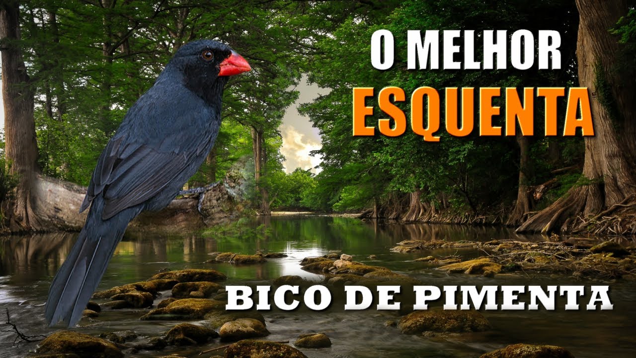 Estimulando BICO DE PIMENTA no MÀXIMO (é impressionante o resultado)