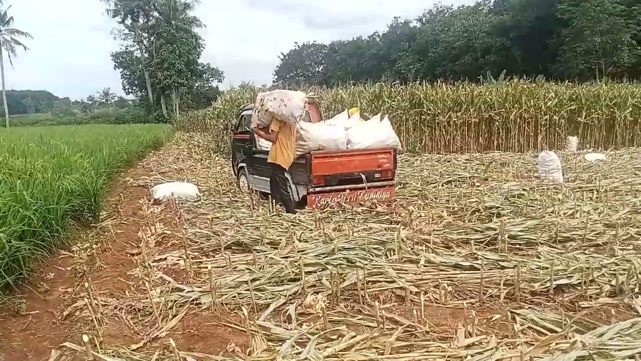 Muat hasin Panen jagung Lampung Utara cuaca bagus hasil melimpah