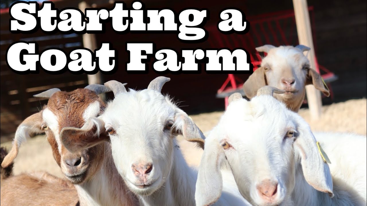 Guide To Starting A Goat Farm | Goat Farming