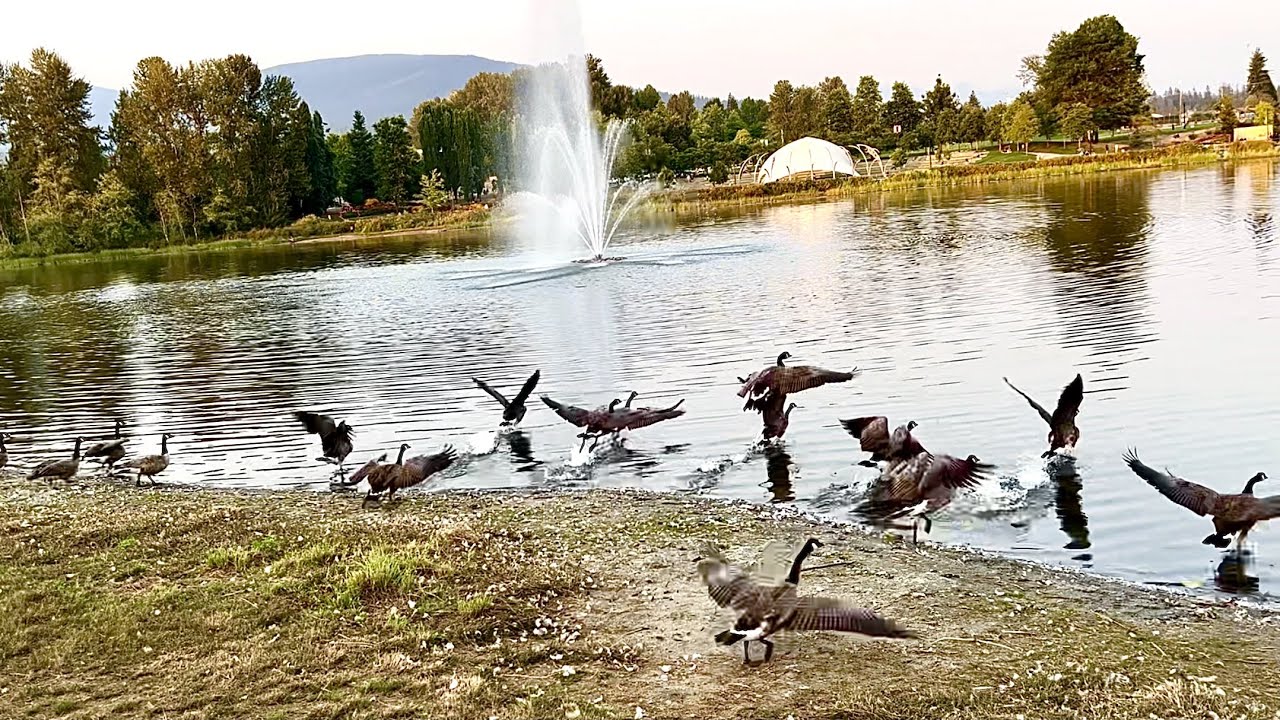 Canada Geese Taking Off at Lafarge Lake!