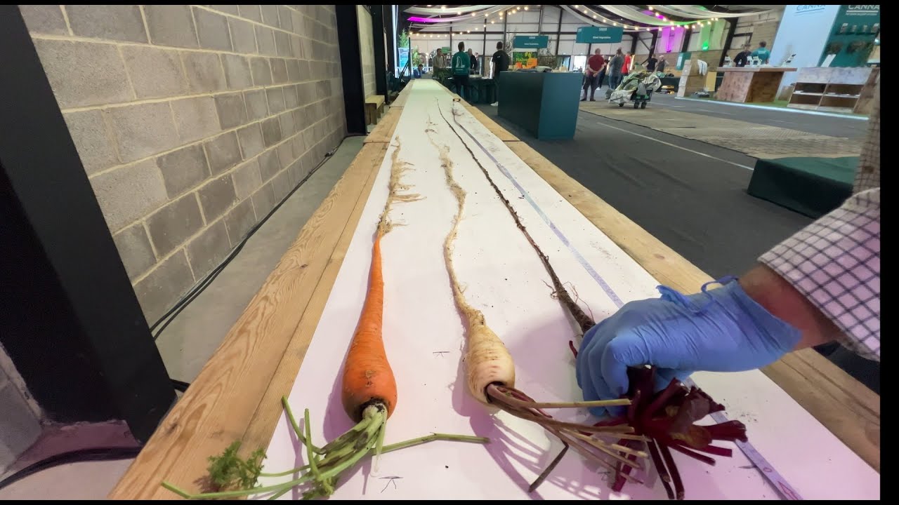 (172) Harvesting Giant Veg Ready For Malvern Autumn Show 2024