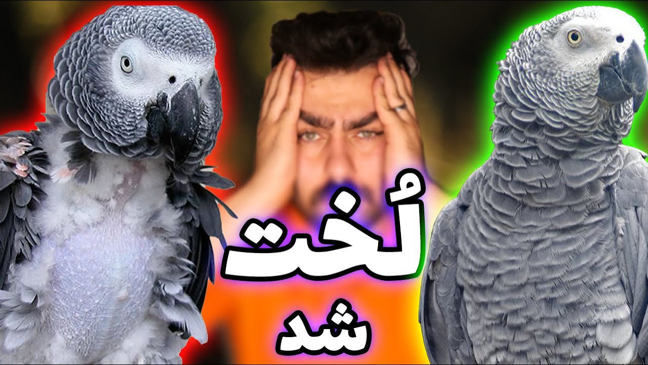 پرکنی طوطی ها (درمان + پیشگیری) || feather plucking in parrots (solved)