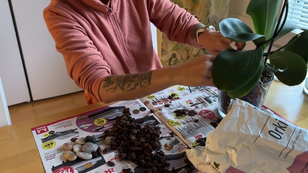 ASMR Suomi - Mullan vaihto orkideat ja minihöpötys