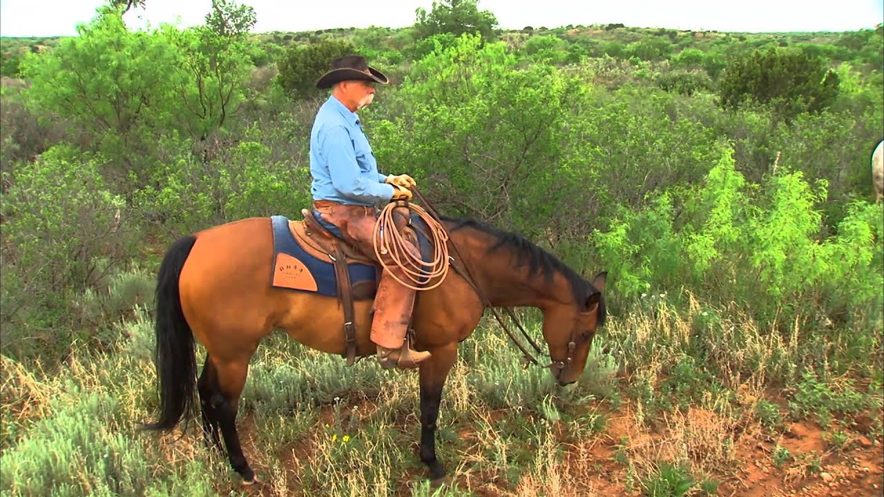 Matador Ranch, победитель премии Zoetis/AQHA Best Remuda Award 2013