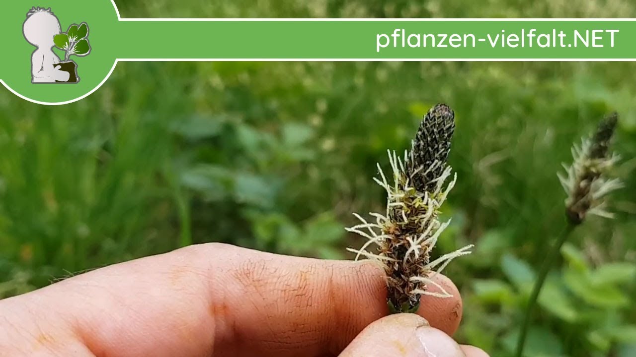 Spitzwegerich - (Vor-)Weibliche Bl&uuml;te - 24.04.18 (Plantago lanceolata) - essbare Wildpflanzen