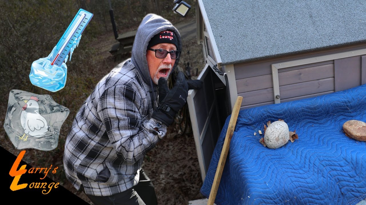Did My Chickens Survive the Cold??