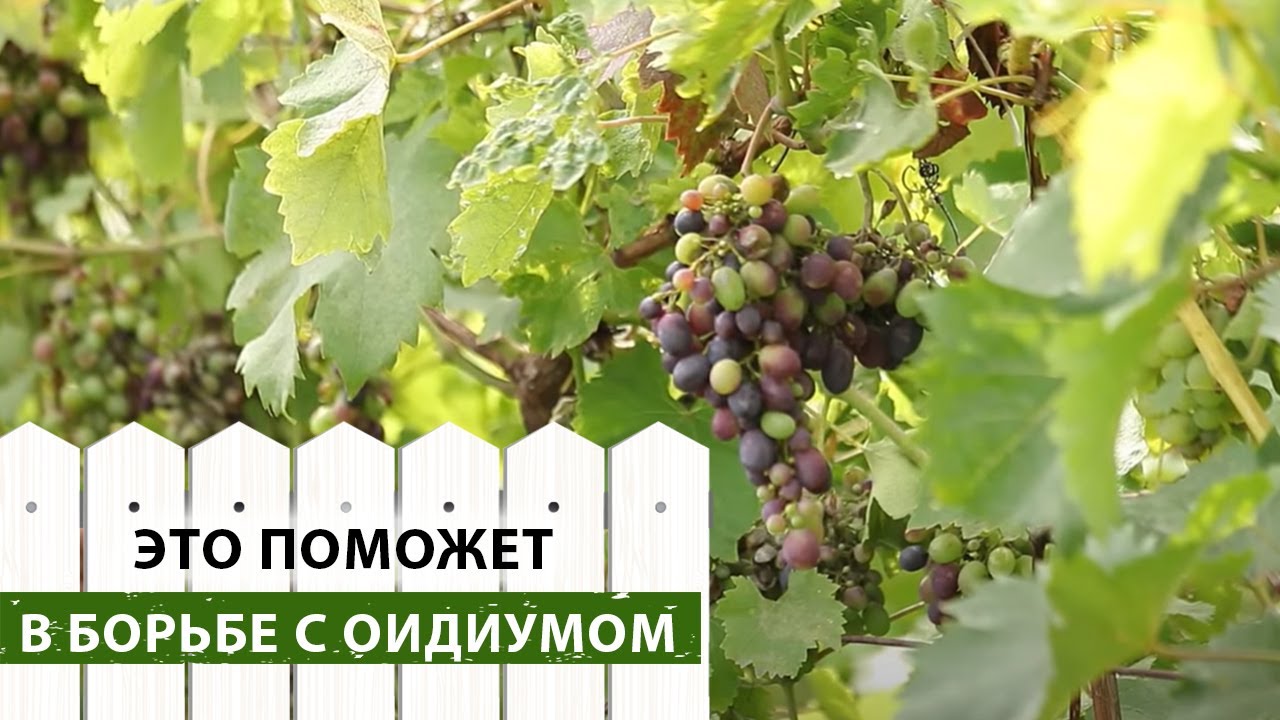 Оидиум на винограде. Причины заражения и способы борьбы