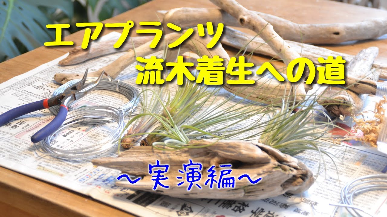 エアプランツ流木着生への道　～実演編～