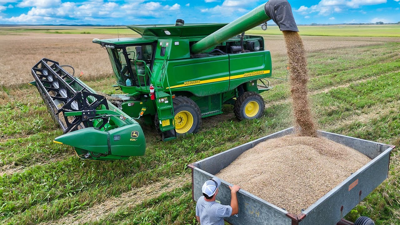 First Time Harvesting Wheat (Custom Combining Job)