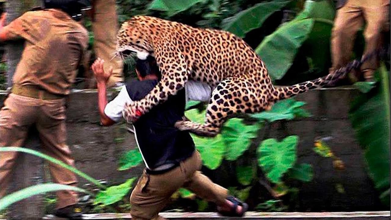 Damn Nature You Scary | Rare & Scary Animal Encounters 😱 #shorts 