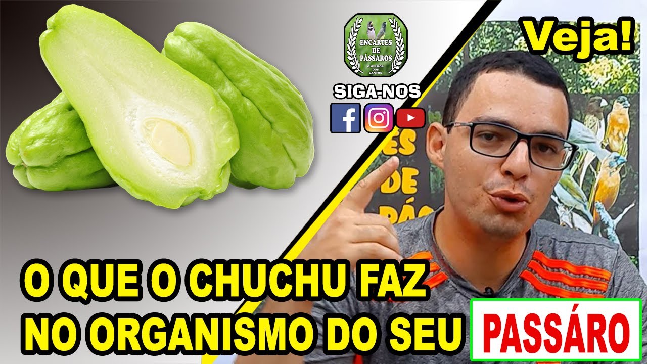 Chuchu - O que Essa Fruta Pode Fazer no Organismo de Seu Pássaro