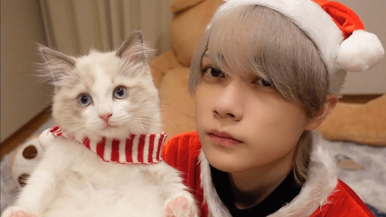 彼女がいないので猫とクリスマスパーティします